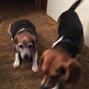 Meet your Posher, Diane